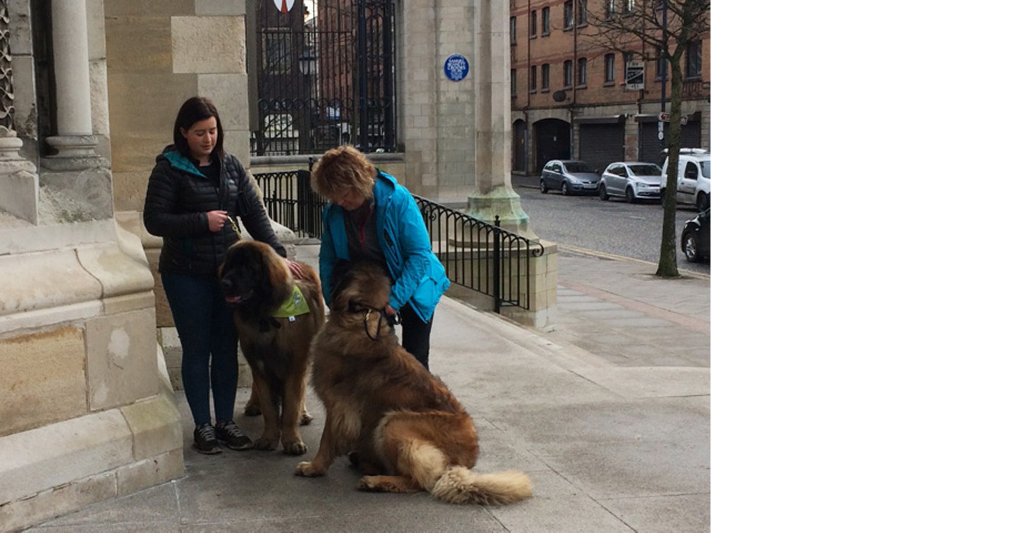 Leonbergers – Conan and Nukva – and their owners at Belfast Cathedral for their tour on January 14.