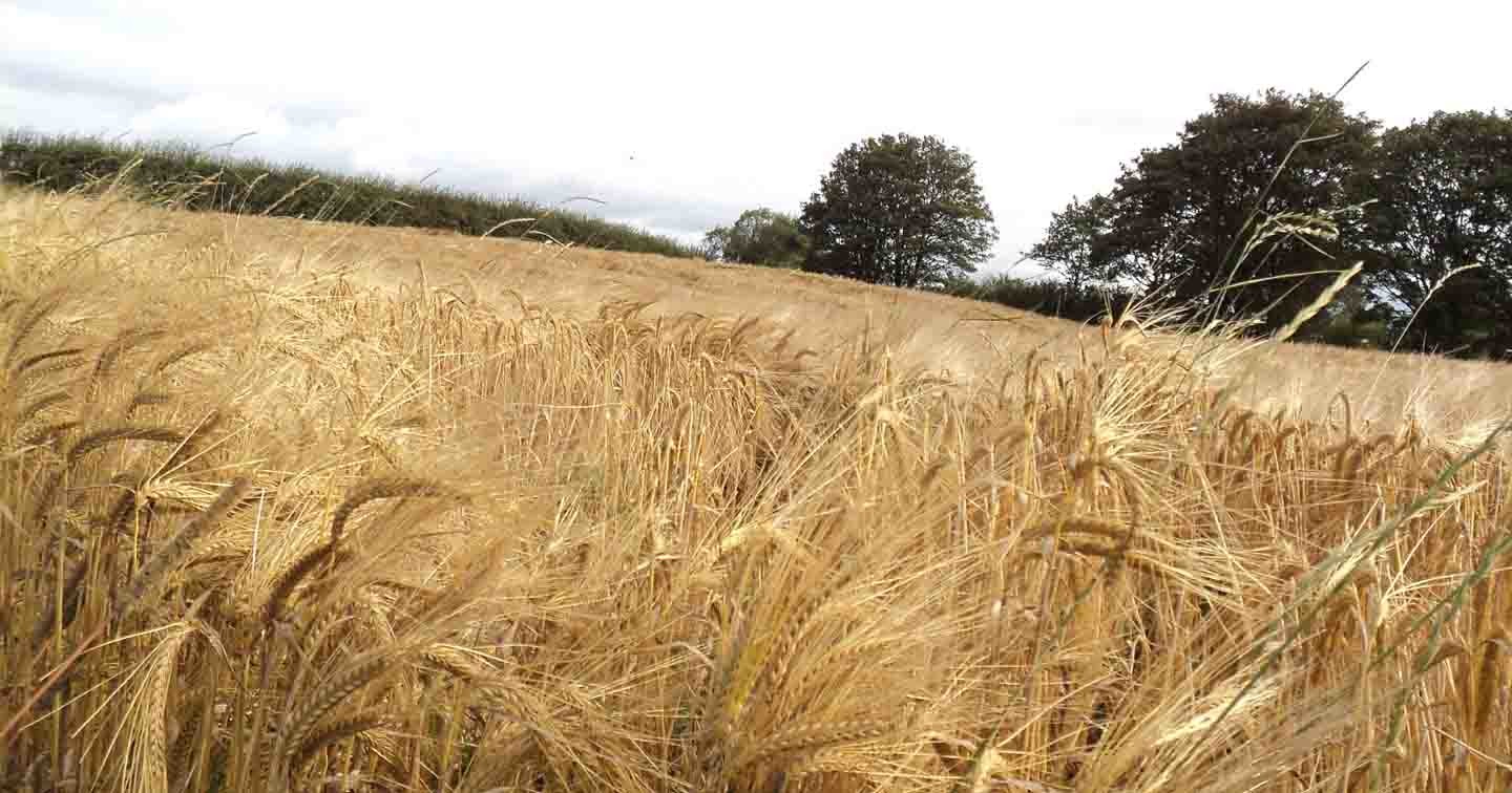 An Irish field, ripe for harvesting.