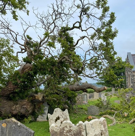 Historic tree uprooted in Cairncastle graveyard