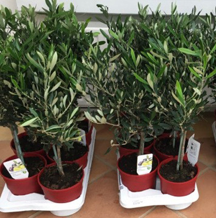 Olive trees for First World War commemorations in schools of Cork, Cloyne and Ross