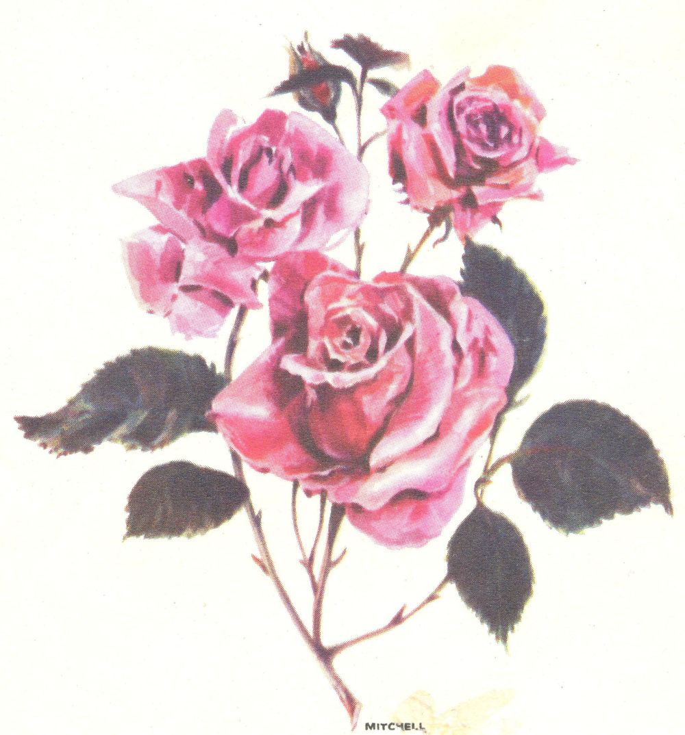 Rose image that appears on the back of the letter from Miss Fitzgerald to Patricia Ledbetter, dated 12 January 1963, RCB Library Ms 1008/2
