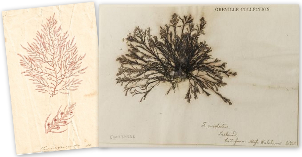 left: Ellen Hutchins's drawing (1811) of the seaweed Fucus asparagoides now named Bonnemaisonia asparagoides (Hutchins Family Private Collection). Below right: Specimen of seaweed Fucus cristatus, now named Pterosiphonia complanata, collected by Ellen Hutchins in 1808 (Royal Botanic Garden Edinburgh).